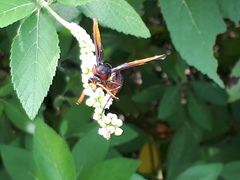 Delta pyriforme circinale