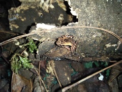 Microhyla palmipes