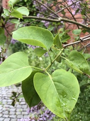 Syringa vulgaris