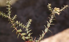 Macrostylis barbigera