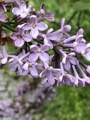 Syringa vulgaris