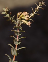 Macrostylis barbigera