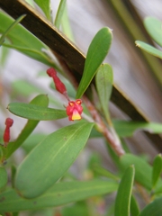 Grevillea pauciflora