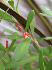 Grevillea pauciflora