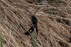 Laeviscolia frontalis