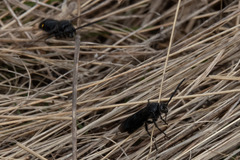 Laeviscolia frontalis