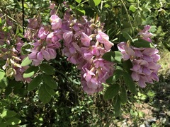 Robinia viscosa