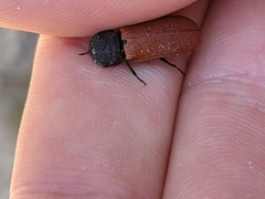 Bostrichus capucinus