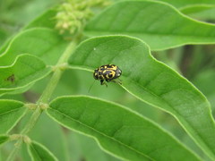Pachybrachis tessellatus