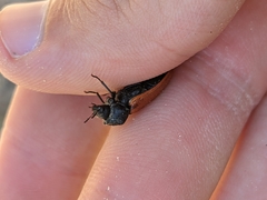 Bostrichus capucinus