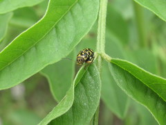 Pachybrachis tessellatus