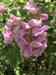 Robinia viscosa