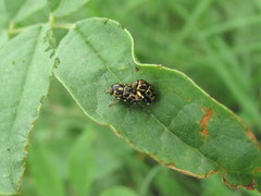 Pachybrachis tessellatus