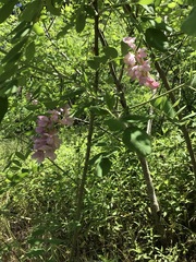 Robinia viscosa