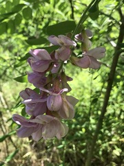 Robinia viscosa