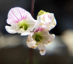 Veronica decora
