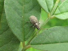 Cyphicerini