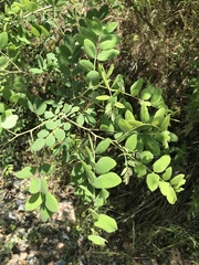 Robinia viscosa