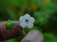 Trichodesma inaequale