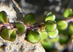 Veronica decora