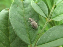 Cyphicerini