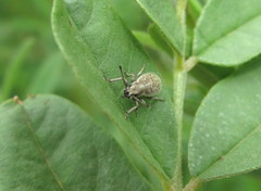 Cyphicerini