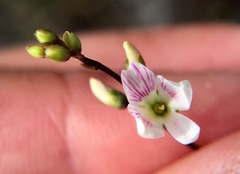 Veronica decora