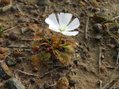 Drosera schmutzii