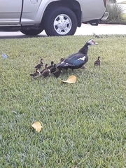 Cairina moschata domestica