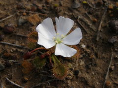 Drosera schmutzii