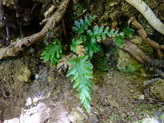 Abrodictyum elongatum