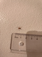 Scytodes thoracica
