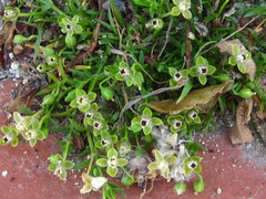 Sagina japonica