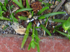 Sagina japonica