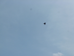 Corvus macrorhynchos