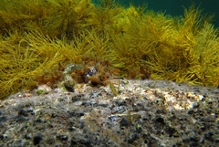 Bathygobius krefftii