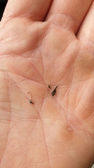 Pseudapion rufirostre