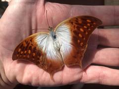 Charaxes varanes