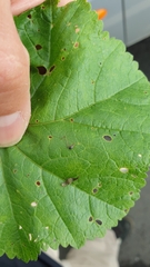 Pseudapion rufirostre