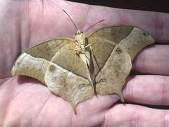 Charaxes varanes