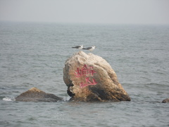 Larus crassirostris