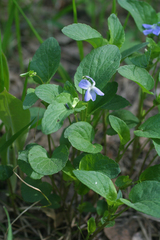 Viola nemoralis
