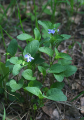 Viola nemoralis