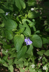 Viola nemoralis