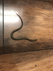 Tropidoclonion lineatum