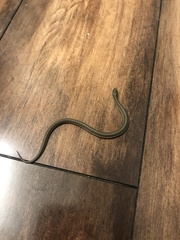 Tropidoclonion lineatum