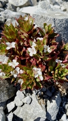 Epilobium pycnostachyum