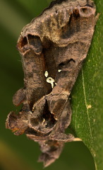 Plusiopalpa adrasta
