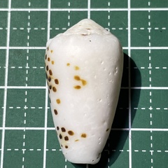 Conus pulicarius