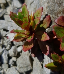Epilobium pycnostachyum